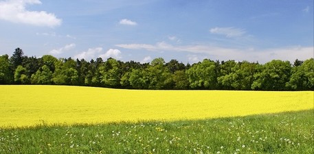 Silagefläche